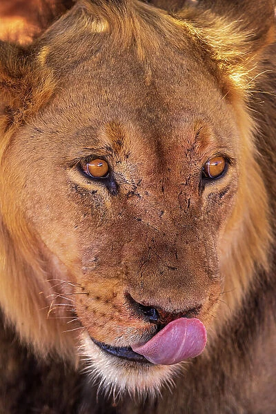 Namibia, Kalahari desert, a lion portrait
