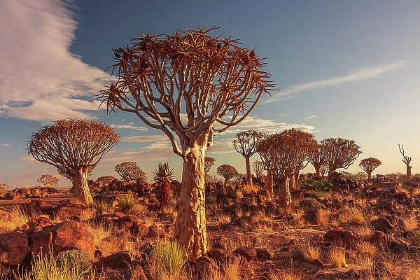 Namibia, Quiver tree (Kokerboom) at sunset - Namibia, Karas, Keetmanshoop, Giants Playground - Namib