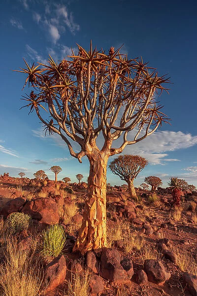 Namibia, Quiver tree (Kokerboom) at sunset - Namibia, Karas, Keetmanshoop, Giants Playground - Namib