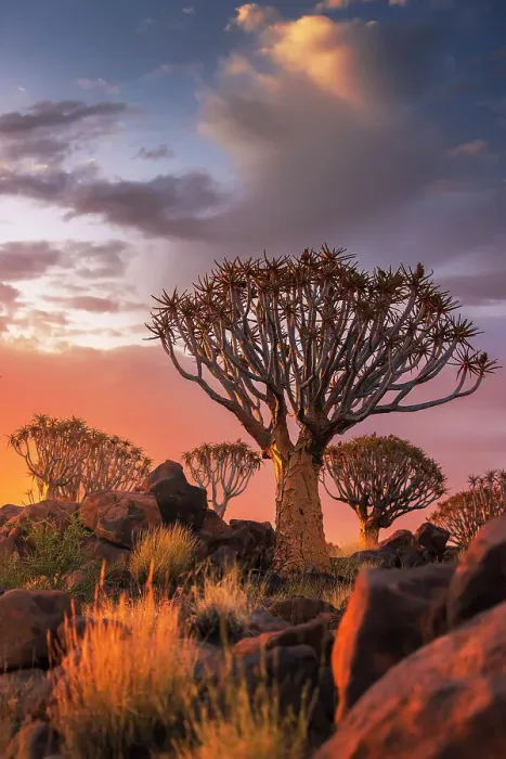 Framed Print : Namibia, Quiver tree (Kokerboom) at sunset - Namibia, Karas, Keetmanshoop, Giants Playground - Namib Framed Print : Namibia, Quiver tree (Kokerboom) at sunset - Namibia, Karas, Keetmanshoop, Giants Playground - Namib