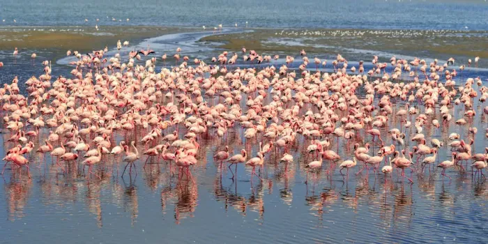 Framed Print : Namibia, Wallis Bay, Flocks of Pink Flamingoes congregating at Wallis Bay Lagoon Framed Print : Namibia, Wallis Bay, Flocks of Pink Flamingoes congregating at Wallis Bay Lagoon