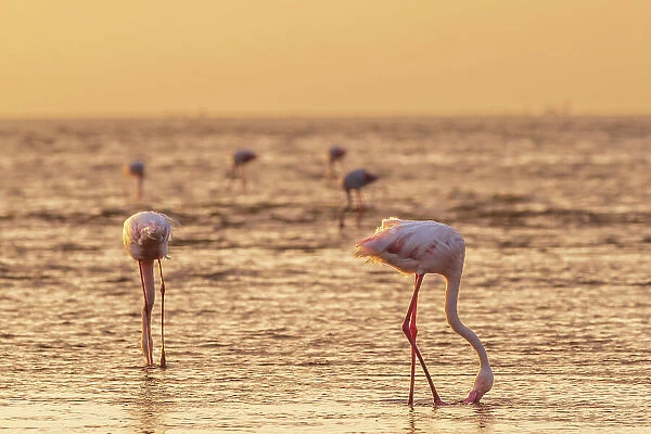 Namibia, Walvis Bay, flamingoes in the ocean at sunset