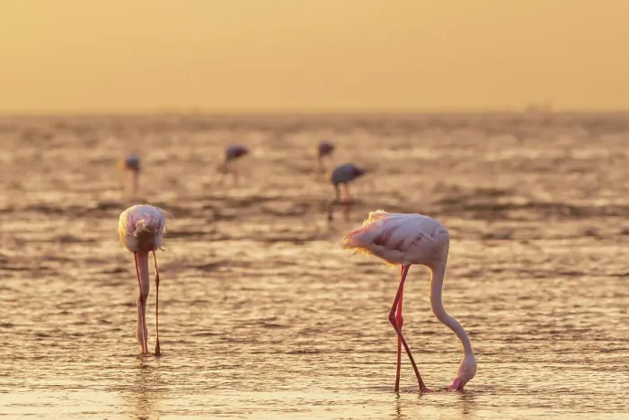 Framed Print : Namibia, Walvis Bay, flamingoes in the ocean at sunset Framed Print : Namibia, Walvis Bay, flamingoes in the ocean at sunset