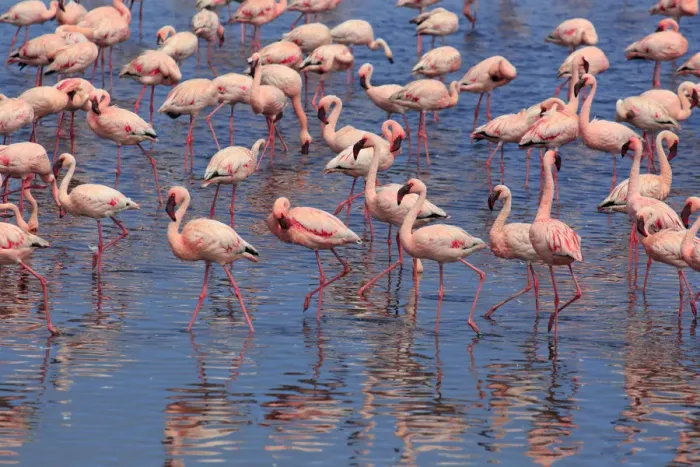 Framed Print : Namibia, Walvis Bay, Pink Flamingos (Phoenicopterus ruber) inside the Walvis Bay Lagoon