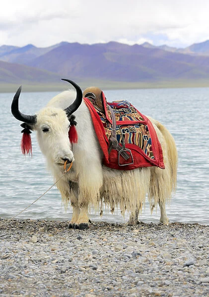 Namtso Lake (Nam Co), Tibet, China