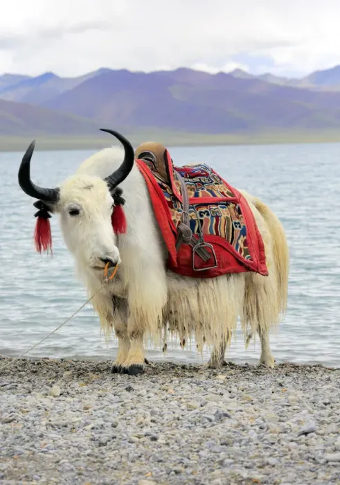 Framed Print : Namtso Lake (Nam Co), Tibet, China Framed Print : Namtso Lake (Nam Co), Tibet, China
