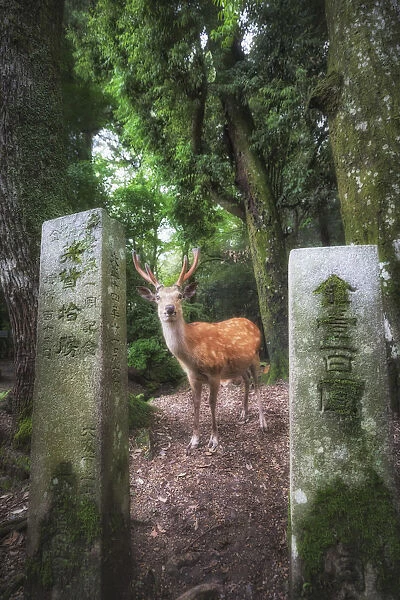 Nara, Honshu, Japan