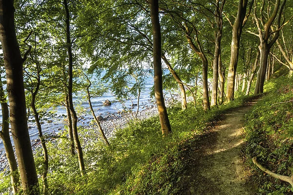 Narrow hiking trail through beech forest on the coast of the Baltic Sea Jasmund National Park, Ruegen Island, Mecklenburg-Western Pomerania, Germany, Europe