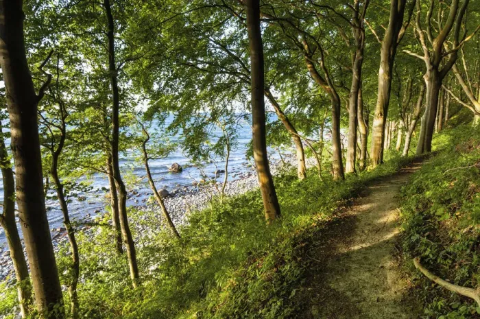 Framed Print : Narrow hiking trail through beech forest on the coast of the Baltic Sea Jasmund National Park, Ruegen Island, Mecklenburg-Western Pomerania, Germany, Europe Framed Print : Narrow hiking trail through beech forest on the coast of the Baltic Sea Jasmund National Park, Ruegen Island, Mecklenburg-Western Pomerania, Germany, Europe
