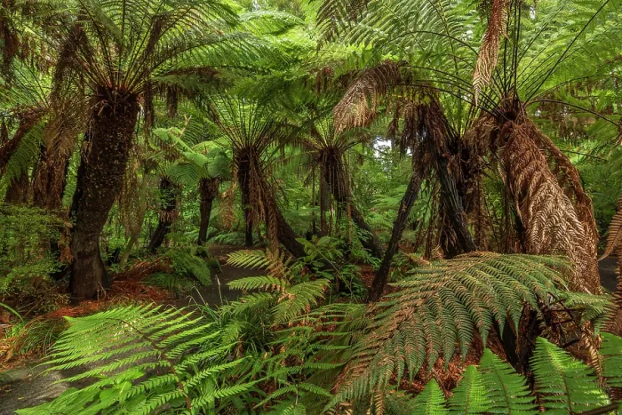 Framed Print : Native tree fern forest in Christchurch Botanical Gardens, Christchurch, South Island, New Zealand. Autumn (May) 2025 Framed Print : Native tree fern forest in Christchurch Botanical Gardens, Christchurch, South Island, New Zealand. Autumn (May) 2025