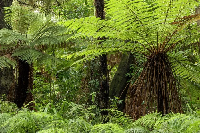 Framed Print : Native tree ferns in Christchurch Botanical Gardens, Christchurch, South Island, New Zealand. Autumn (May) 2025 Framed Print : Native tree ferns in Christchurch Botanical Gardens, Christchurch, South Island, New Zealand. Autumn (May) 2025