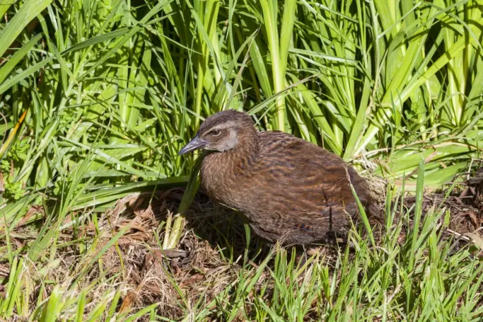 Framed Print : Native Weka chick, Karamea, West Coast, South Island, New Zealand Framed Print : Native Weka chick, Karamea, West Coast, South Island, New Zealand