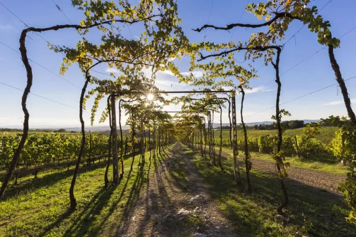 Framed Print : Natural tunnel in the vineyards of Chianti. San Felice, Castelnuovo Berardenga, Chianti