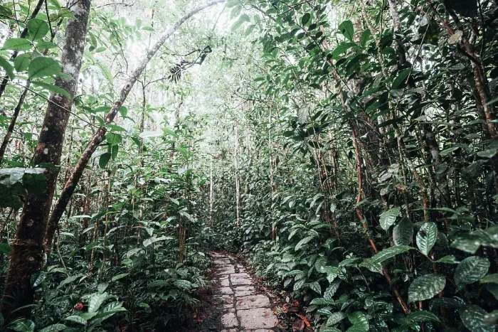 Framed Print : Nature trail through lush forest. Madagascar, Africa. Andasibe, Analamazaotra Framed Print : Nature trail through lush forest. Madagascar, Africa. Andasibe, Analamazaotra