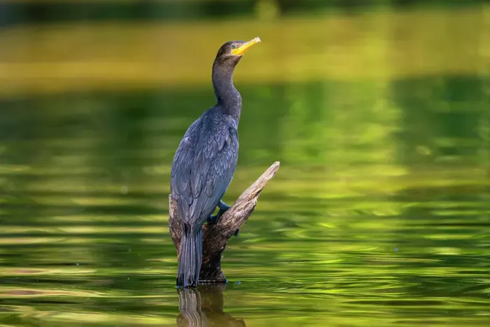Framed Print : Neotropic cormorant (Phalacrocorax brasilianus, Phalacrocorax olivaceus, Nannopterum brasilianum) on wood, Tambopata National Reserve, Puerto Maldonado, Tambopata Province, Madre de Dios, Peru Framed Print : Neotropic cormorant (Phalacrocorax brasilianus, Phalacrocorax olivaceus, Nannopterum brasilianum) on wood, Tambopata National Reserve, Puerto Maldonado, Tambopata Province, Madre de Dios, Peru