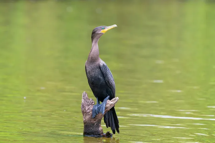 Framed Print : Neotropic cormorant (Phalacrocorax brasilianus, Phalacrocorax olivaceus, Nannopterum brasilianum) on wood on Lake Sandoval, Tambopata National Reserve, Puerto Maldonado, Tambopata Province, Madre de Dios, Peru Framed Print : Neotropic cormorant (Phalacrocorax brasilianus, Phalacrocorax olivaceus, Nannopterum brasilianum) on wood on Lake Sandoval, Tambopata National Reserve, Puerto Maldonado, Tambopata Province, Madre de Dios, Peru