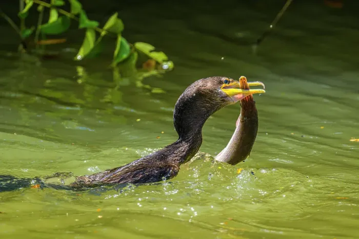 Framed Print : Neotropic Cormorant Phalacrocorax brasilianus) swallowing captured fish, Rio Frio, Los Chiles, Alajuela, Costa Rica Framed Print : Neotropic Cormorant Phalacrocorax brasilianus) swallowing captured fish, Rio Frio, Los Chiles, Alajuela, Costa Rica