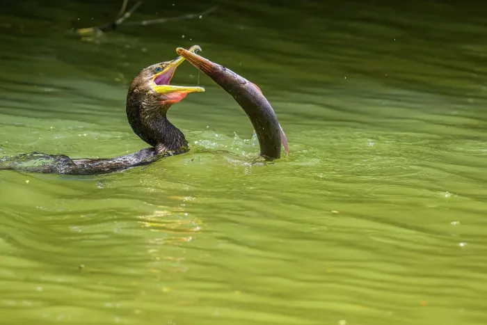 Framed Print : Neotropic Cormorant Phalacrocorax brasilianus) swallowing captured fish, Rio Frio, Los Chiles, Alajuela, Costa Rica Framed Print : Neotropic Cormorant Phalacrocorax brasilianus) swallowing captured fish, Rio Frio, Los Chiles, Alajuela, Costa Rica