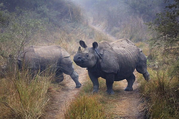 Nepal, Chitwan National Park, Rhino (Rhinoceros unicornis)