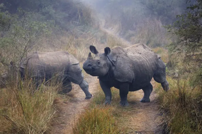 Framed Print : Nepal, Chitwan National Park, Rhino (Rhinoceros unicornis) Framed Print : Nepal, Chitwan National Park, Rhino (Rhinoceros unicornis)