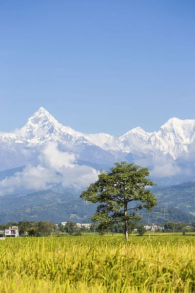 Nepal, Pokara, View of Machupuchara