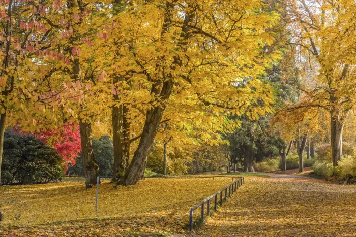 Framed Print : Neropark in autumn, Wiesbaden, Hesse, Germany Framed Print : Neropark in autumn, Wiesbaden, Hesse, Germany