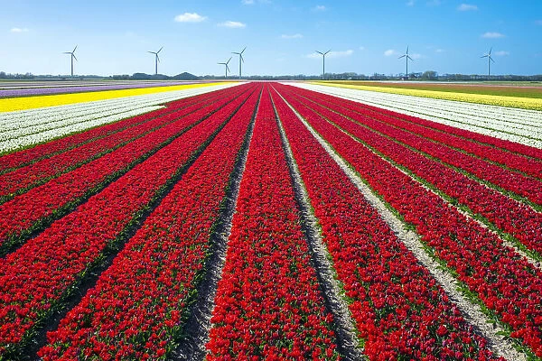 Netherlands, North Holland, Burgerbrug. Bright red tulip field in spring