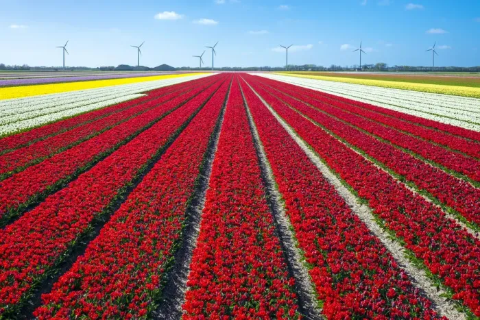 Framed Print : Netherlands, North Holland, Burgerbrug. Bright red tulip field in spring Framed Print : Netherlands, North Holland, Burgerbrug. Bright red tulip field in spring