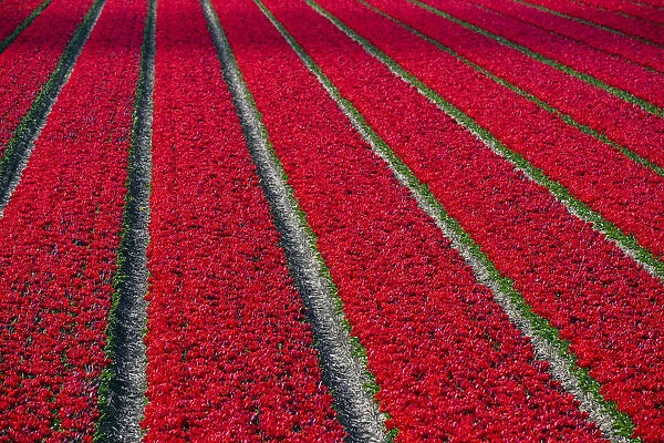 Netherlands, North Holland, Burgerbrug. Bright red tulip field in spring