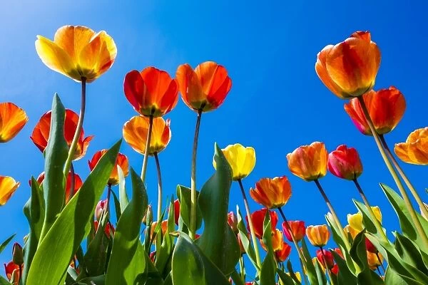 Netherlands, North Holland, Callantsoog. Multicolored tulips flower against a blue sky
