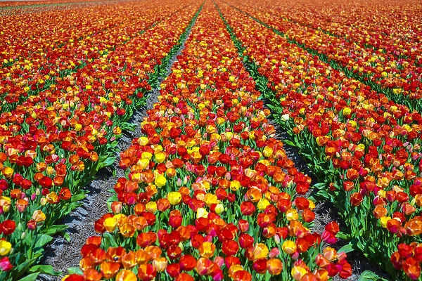 Netherlands, North Holland, Callantsoog. Multicolored tulips flower in a bulb field