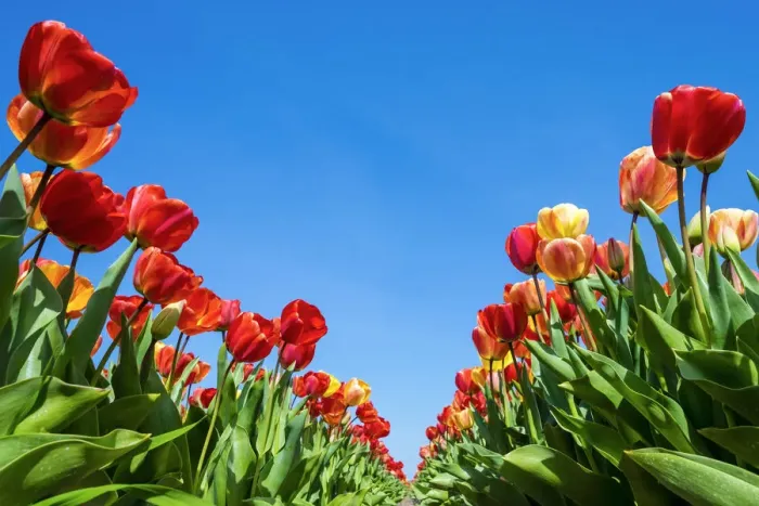 Framed Print : Netherlands, North Holland, Callantsoog. Multicolored tulip flowers against a blue sky Framed Print : Netherlands, North Holland, Callantsoog. Multicolored tulip flowers against a blue sky