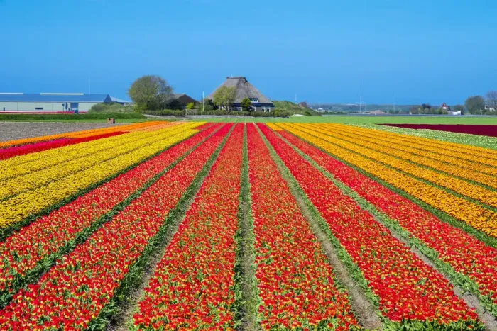 Framed Print : Netherlands, North Holland, Den Helder. Rows of colorful flowering tulips in a bulb Framed Print : Netherlands, North Holland, Den Helder. Rows of colorful flowering tulips in a bulb