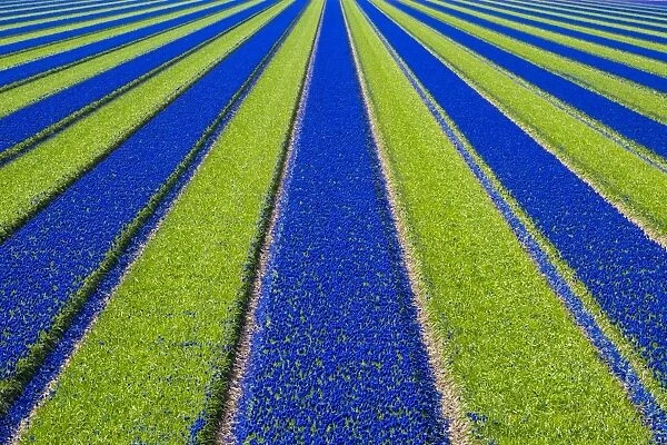 Netherlands, North Holland, Julianadorp. Colorful blue Grape hyacinth (Muscari) flowers