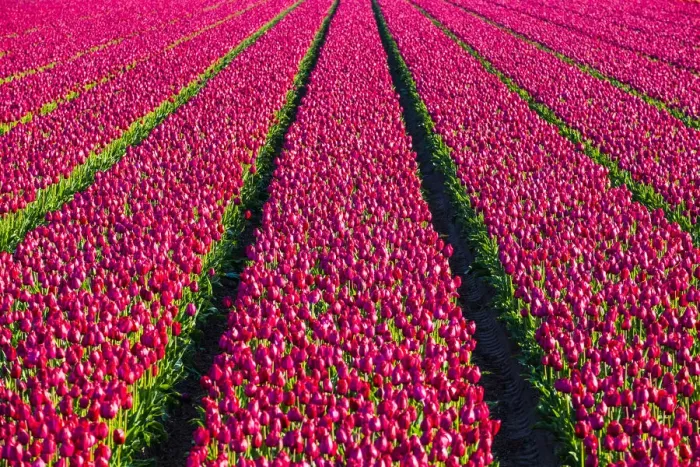 Framed Print : Netherlands, North Holland, Julianadorp. Colorful tulip flowers in a bulb field in spring Framed Print : Netherlands, North Holland, Julianadorp. Colorful tulip flowers in a bulb field in spring