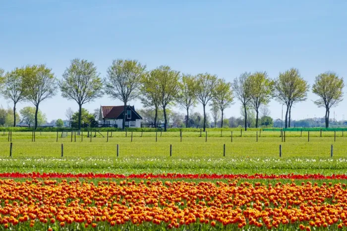 Framed Print : Netherlands, North Holland, Ursem. Tulips in bloom in front of a rural farm Framed Print : Netherlands, North Holland, Ursem. Tulips in bloom in front of a rural farm