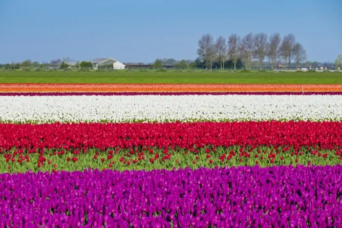 Framed Print : Netherlands, North Holland, Venhuizen. Colorful tulip fields in early spring Framed Print : Netherlands, North Holland, Venhuizen. Colorful tulip fields in early spring