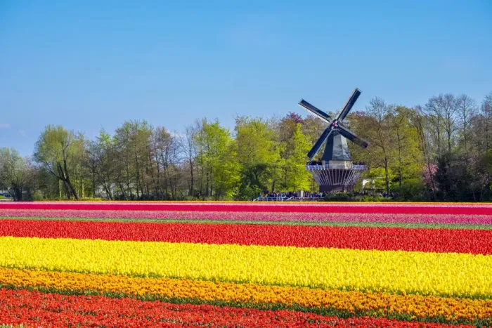 Framed Print : Netherlands, South Holland, Lisse. Dutch tulips flowers in a field in front of