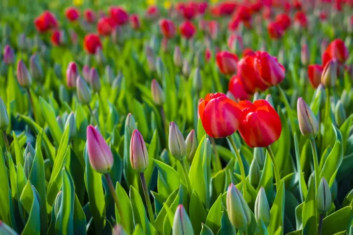 Framed Print : Netherlands, South Holland, Lisse. Dutch tulips in bloom in a bulb field in early spring