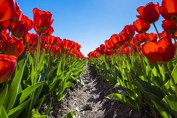 Netherlands, South Holland, Nordwijkerhout. Red Dutch tulips in bloom against a blue sky