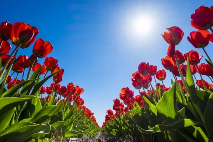 Framed Print : Netherlands, South Holland, Nordwijkerhout. Red Dutch tulips in bloom against a blue sky