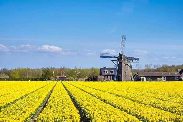 Netherlands, South Holland, Nordwijkerhout