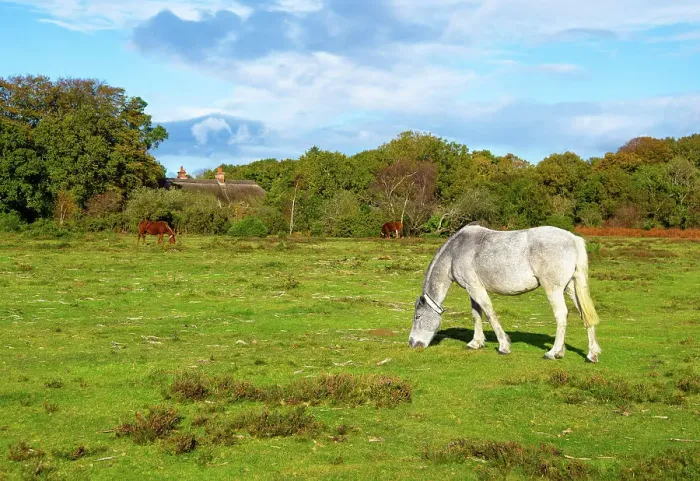 Framed Print : New Forest ponies grazing on the moors near Brockenhurst village, New Forest National Park, Hampshire, England Framed Print : New Forest ponies grazing on the moors near Brockenhurst village, New Forest National Park, Hampshire, England