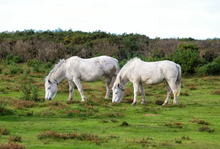 Framed Print : New Forest ponies grazing on the moors near Brockenhurst village, New Forest National Park, Hampshire, England Framed Print : New Forest ponies grazing on the moors near Brockenhurst village, New Forest National Park, Hampshire, England