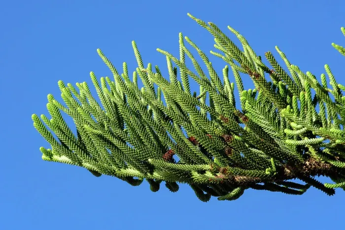 Framed Print : New Zealand, North Island, Bay of Islands, Russel, Matauwhi bay, Araucaria heterophylla, Norfolk Island pine Framed Print : New Zealand, North Island, Bay of Islands, Russel, Matauwhi bay, Araucaria heterophylla, Norfolk Island pine