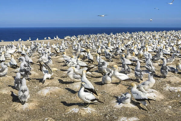 New Zealand, North Island, Cape Kidnappers, Northern Gannet