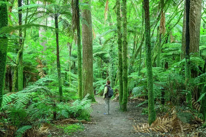 Framed Print : New Zealand, North Island, Rotorua, Whakarewarewa Forest Park
