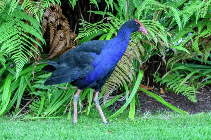 Framed Print : New Zealand; North Island; Rotorua; Australasian swamphen; Porphyrio melanotus; Pukeko Framed Print : New Zealand; North Island; Rotorua; Australasian swamphen; Porphyrio melanotus; Pukeko