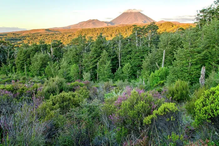 Framed Print : New Zealand, North Island, Tongariro National Park, Mount Tongariro