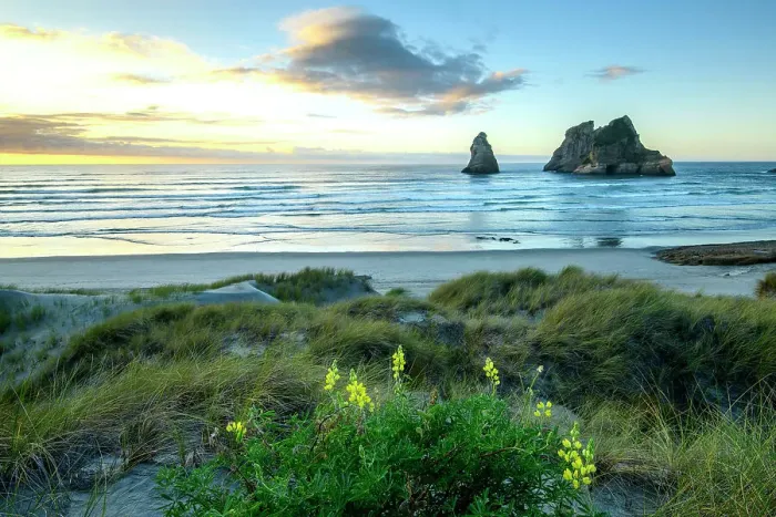 Framed Print : New Zealand, South Island, Farwell Spit, Wharariki Beach, Yellow lupin, Lupinus luteus Framed Print : New Zealand, South Island, Farwell Spit, Wharariki Beach, Yellow lupin, Lupinus luteus